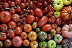 biodiversite-de-tomates